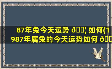 87年兔今天运势 🐦 如何(1987年属兔的今天运势如何 🌹 )